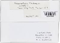 Sphaerotheca castagnei image