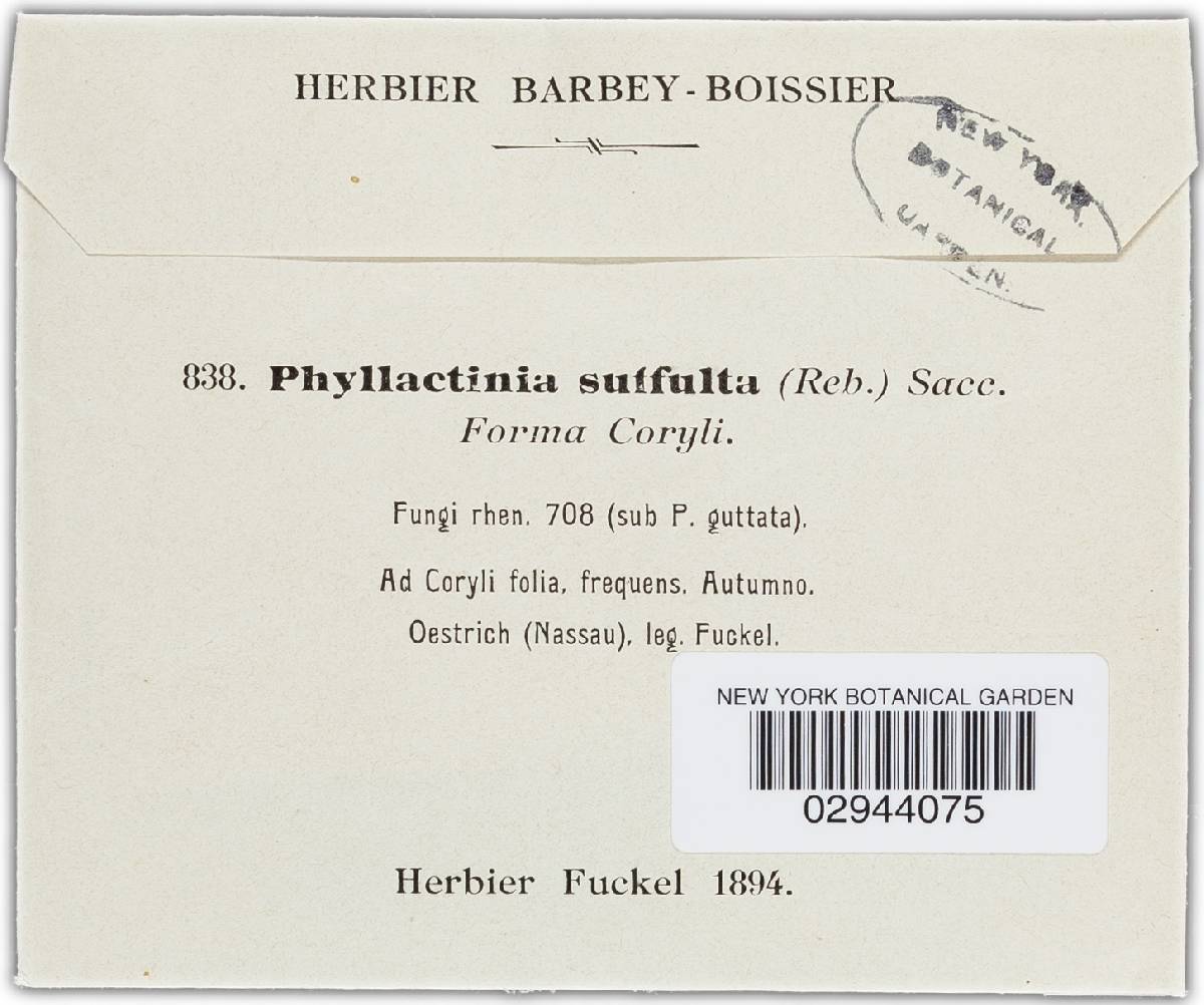 Phyllactinia guttata image