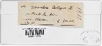 Sphaerotheca castagnei image
