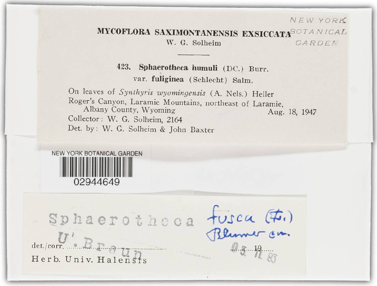 Podosphaera fusca image