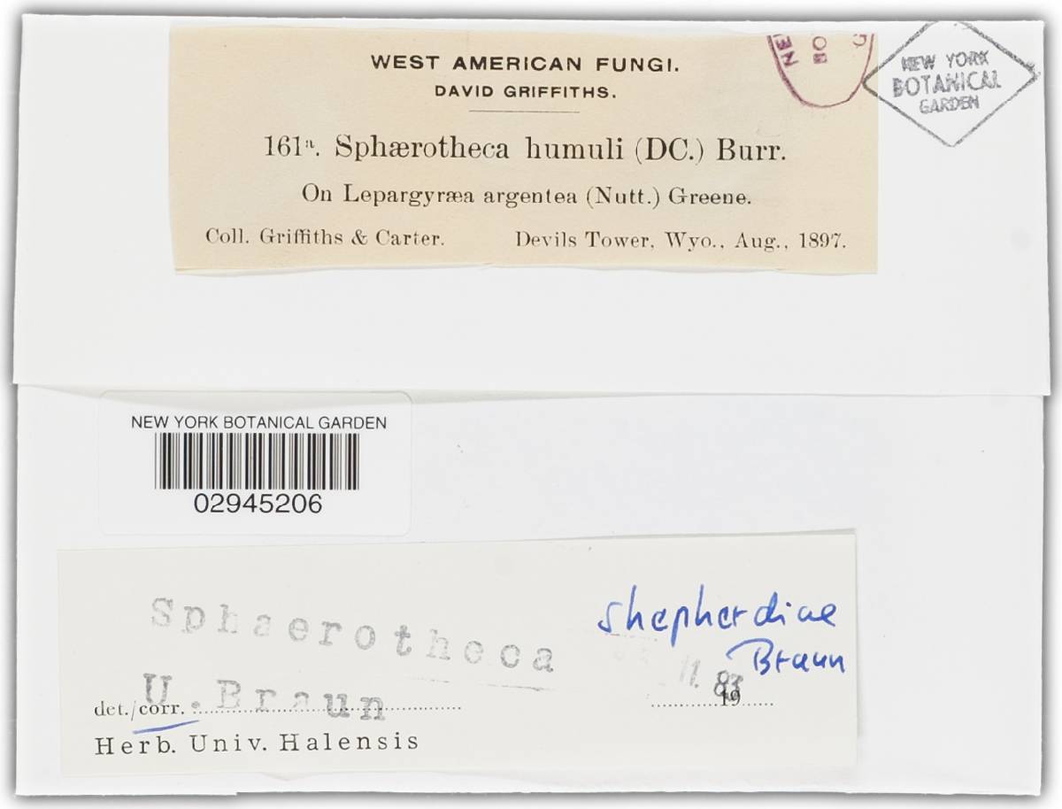 Sphaerotheca shepherdiae image