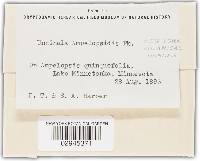 Uncinula ampelopsidis image