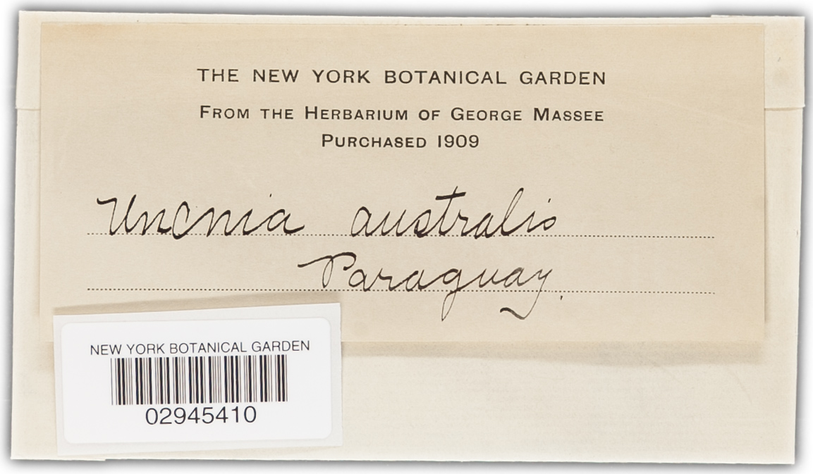 Uncinula australis image