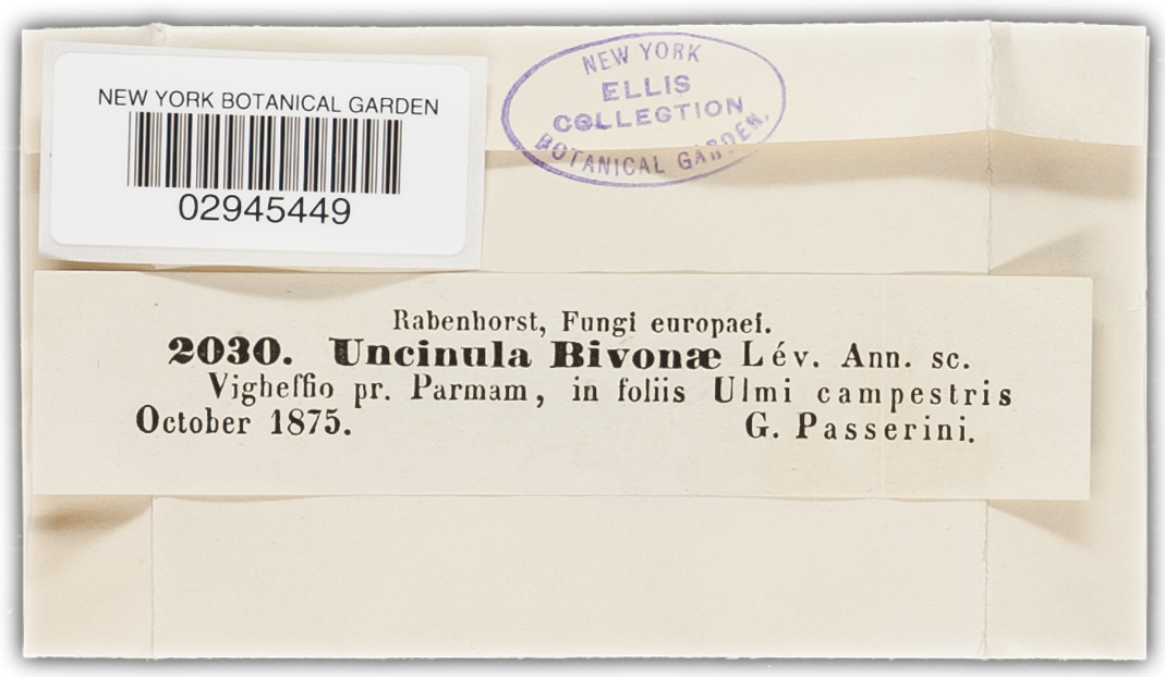 Erysiphe clandestina image