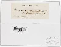 Uncinula circinata image