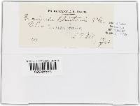 Uncinula clintonii image