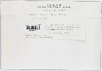Erysiphe necator image
