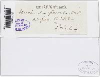 Uncinula parvula image