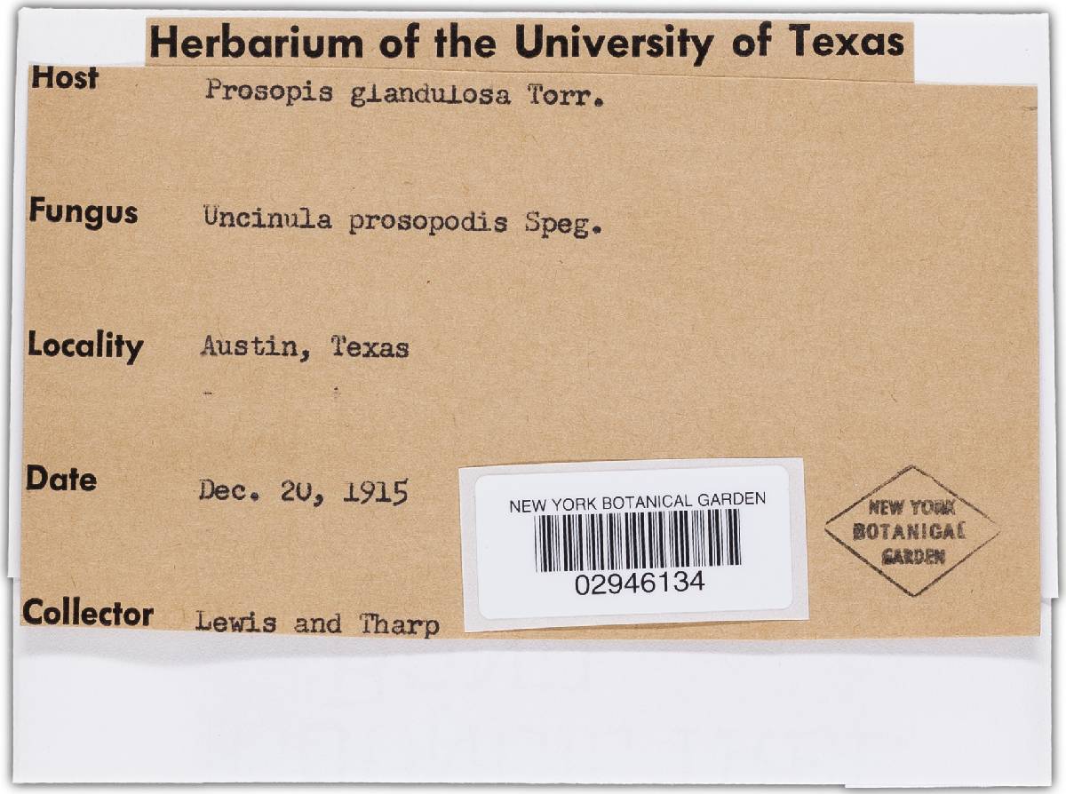 Uncinula prosopidis image