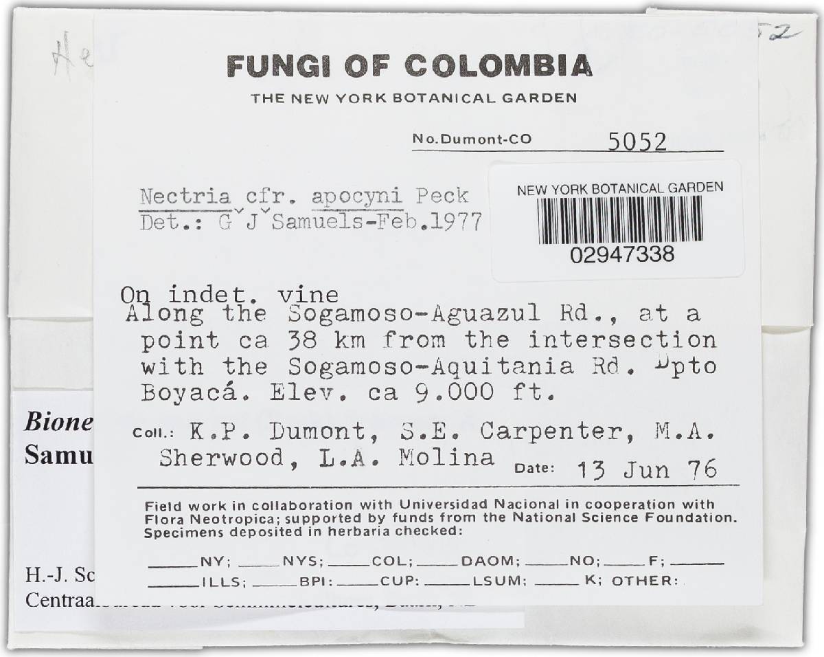 Bionectria apocyni image