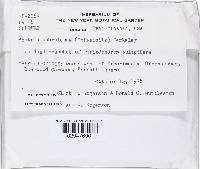 Bionectria ochroleuca image