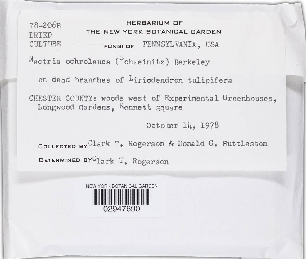 Bionectria ochroleuca image