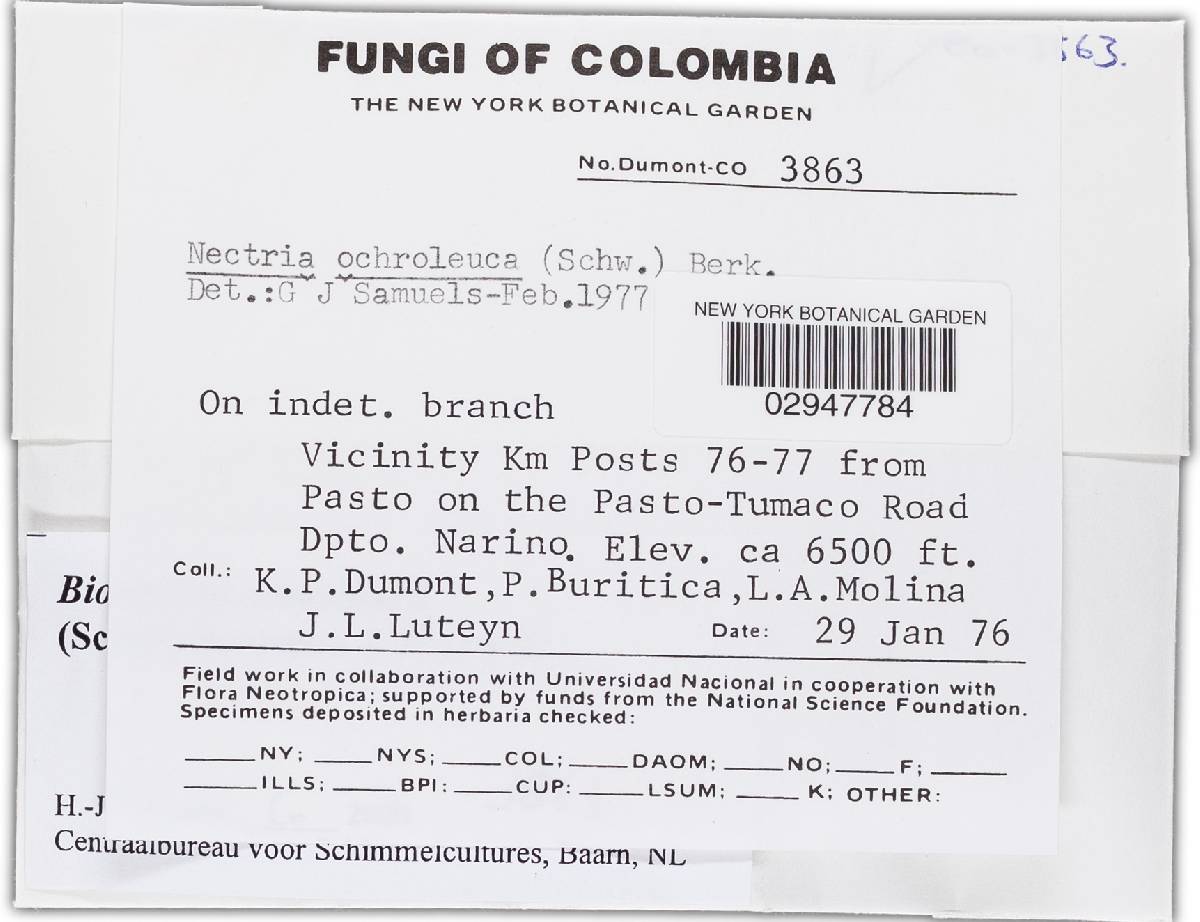 Bionectria ochroleuca image