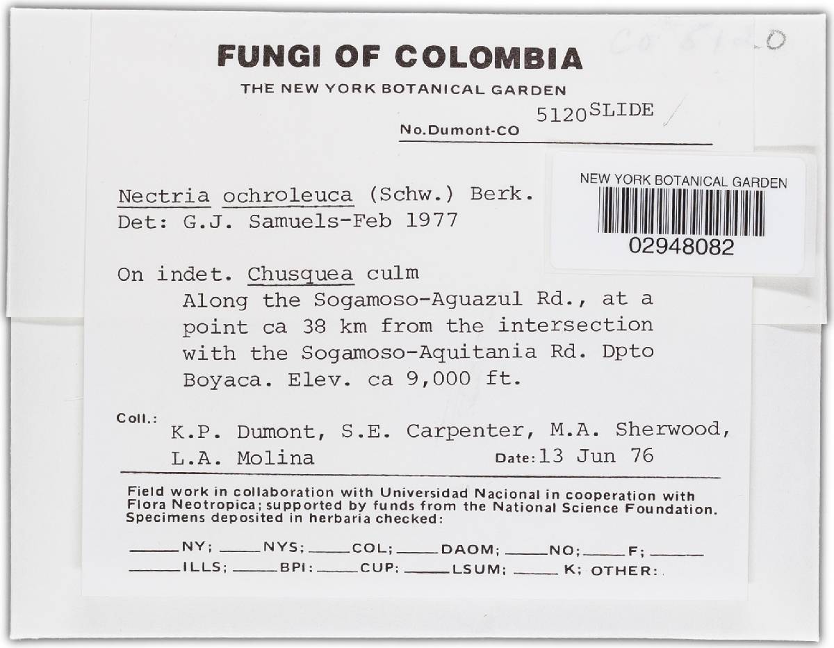 Bionectria solani image