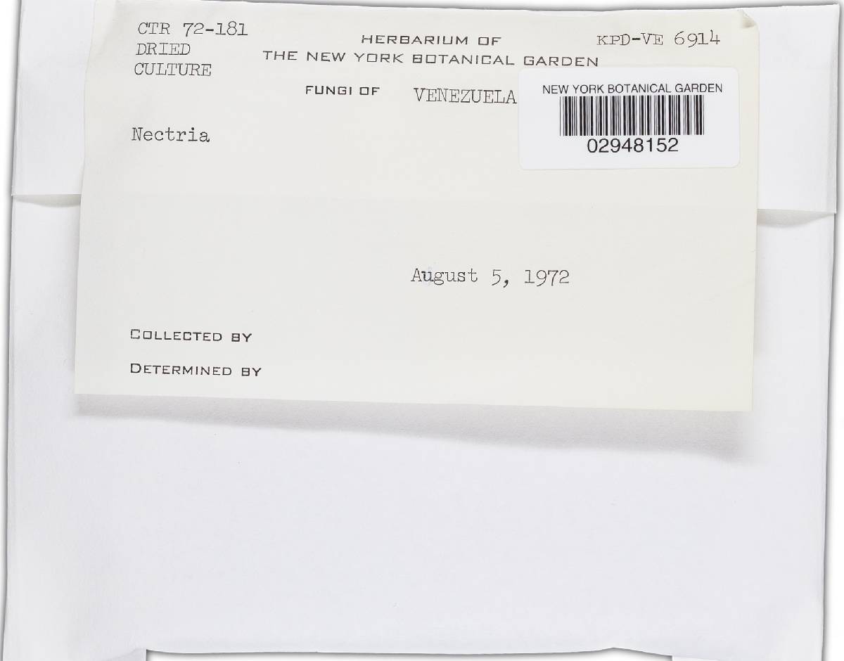 Bionectria subquaternata image