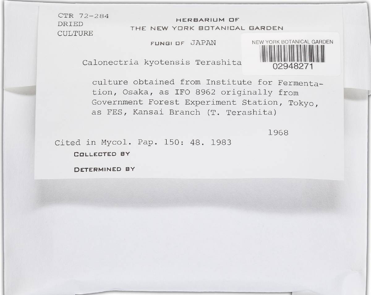 Calonectria kyotensis image