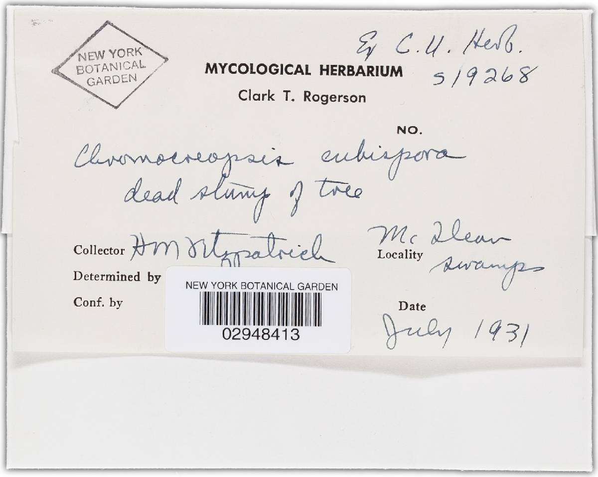 Chromocreopsis cubispora image