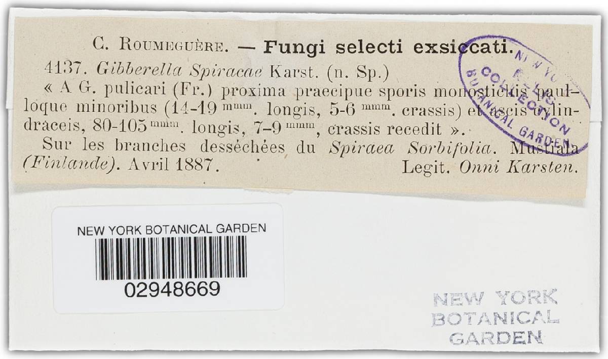 Gibberella spiraeae image