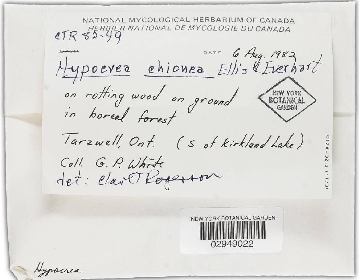 Hypocrea chionea image