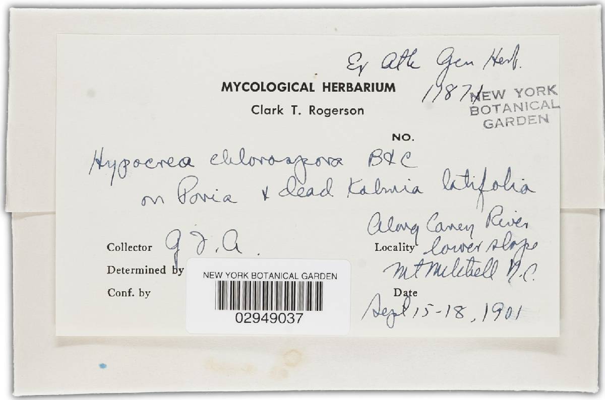 Hypocrea chlorospora image