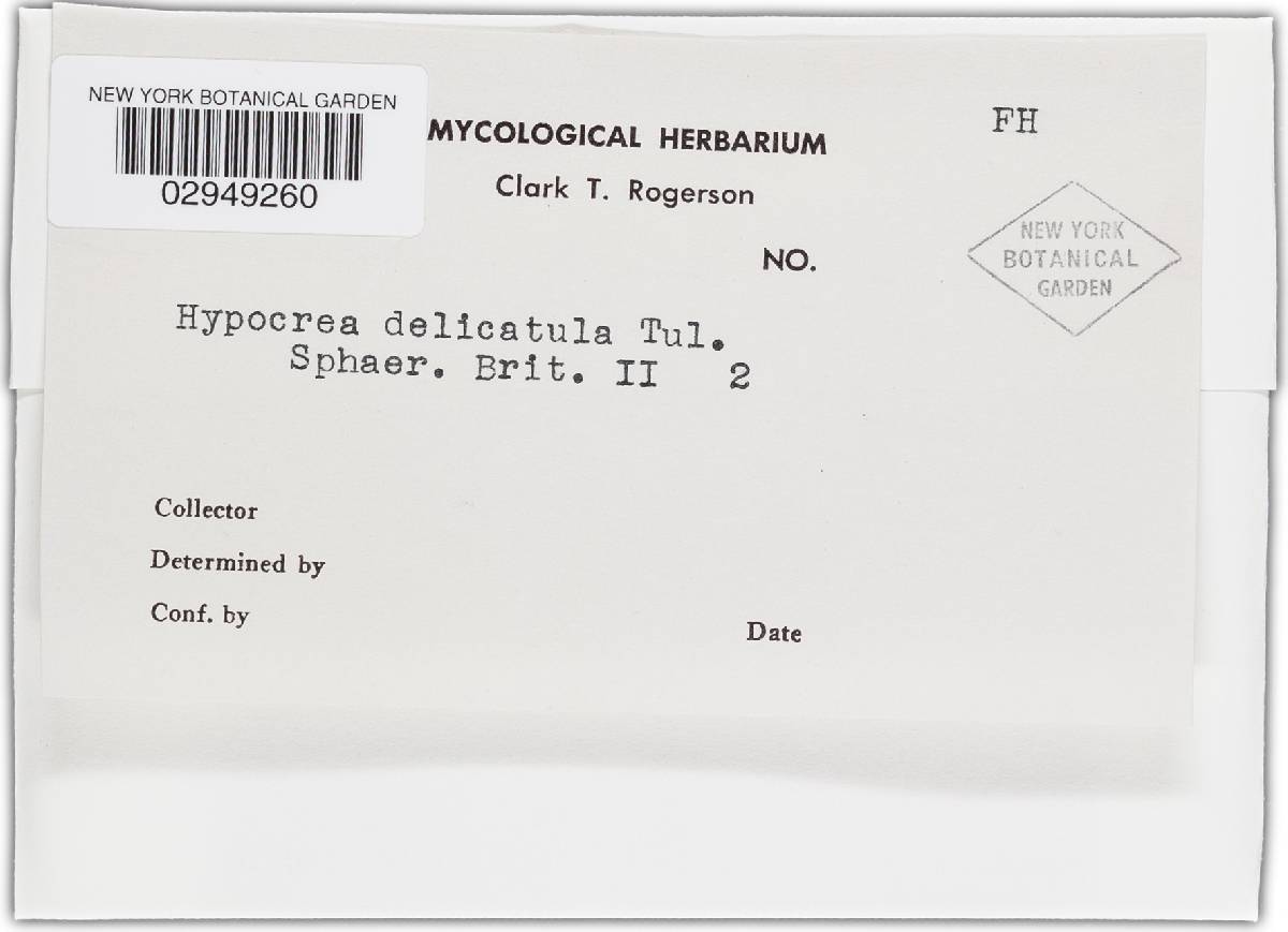 Hypocrea delicatula image