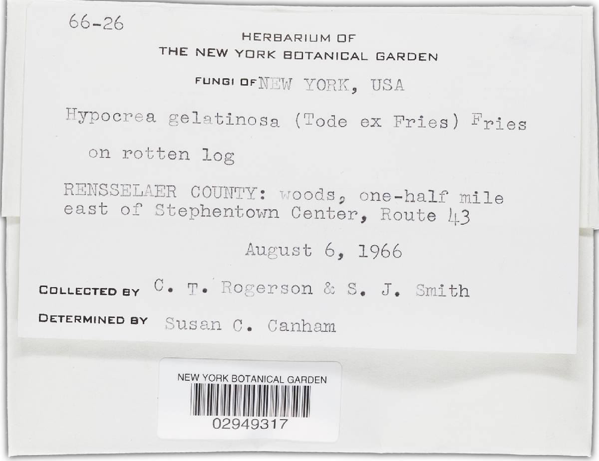 Hypocrea gelatinosa image