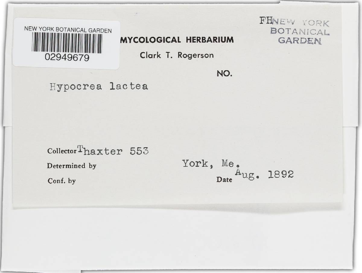 Hypocrea lactea image