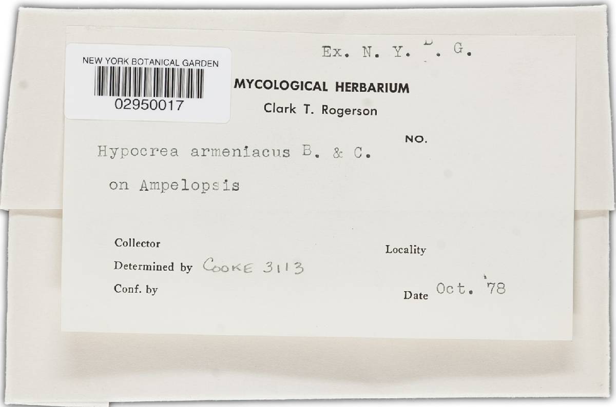Hypocrea patella image