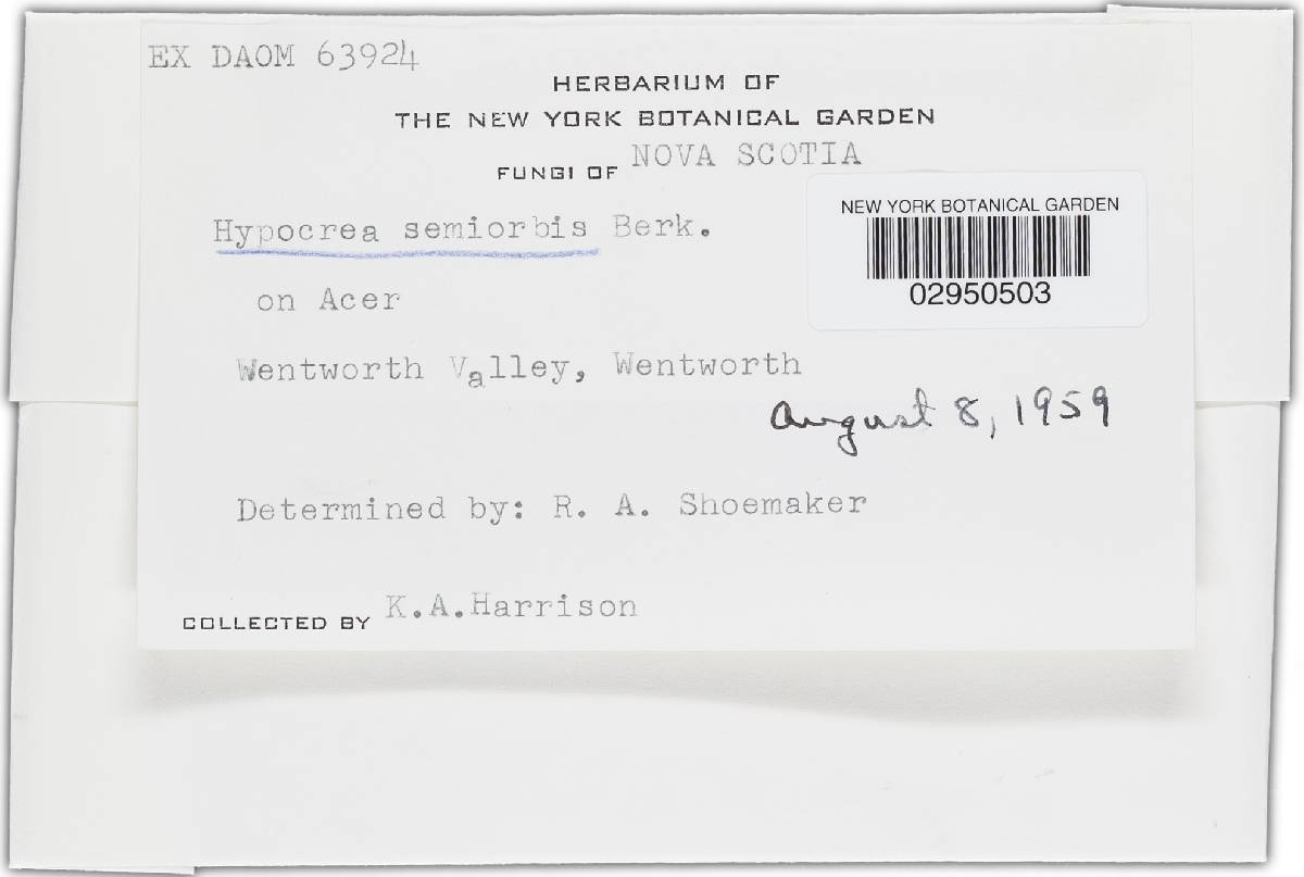 Hypocrea semiorbis image