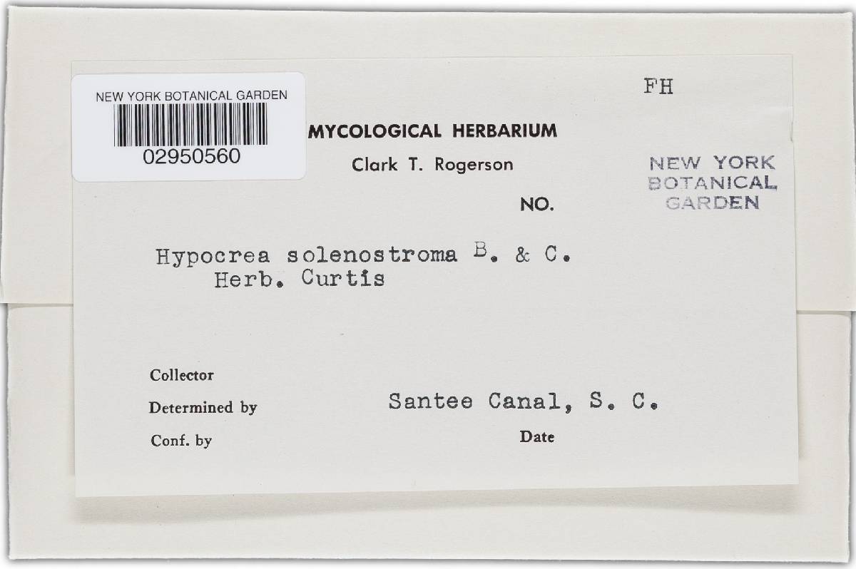 Hypocrea solenostoma image