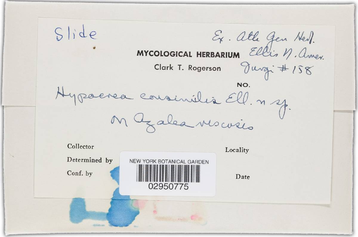 Hypocreopsis consimilis image