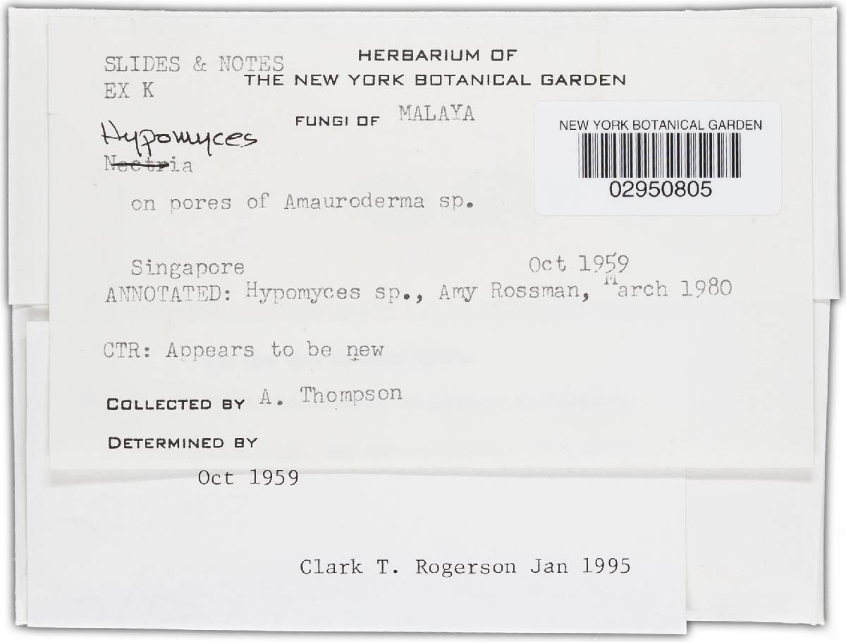 Hypomyces amaurodermatis image