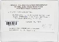Hypomyces armeniacus image