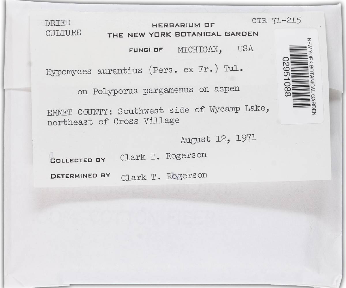 Hypomyces aurantius image