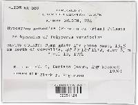 Hypomyces aurantius image
