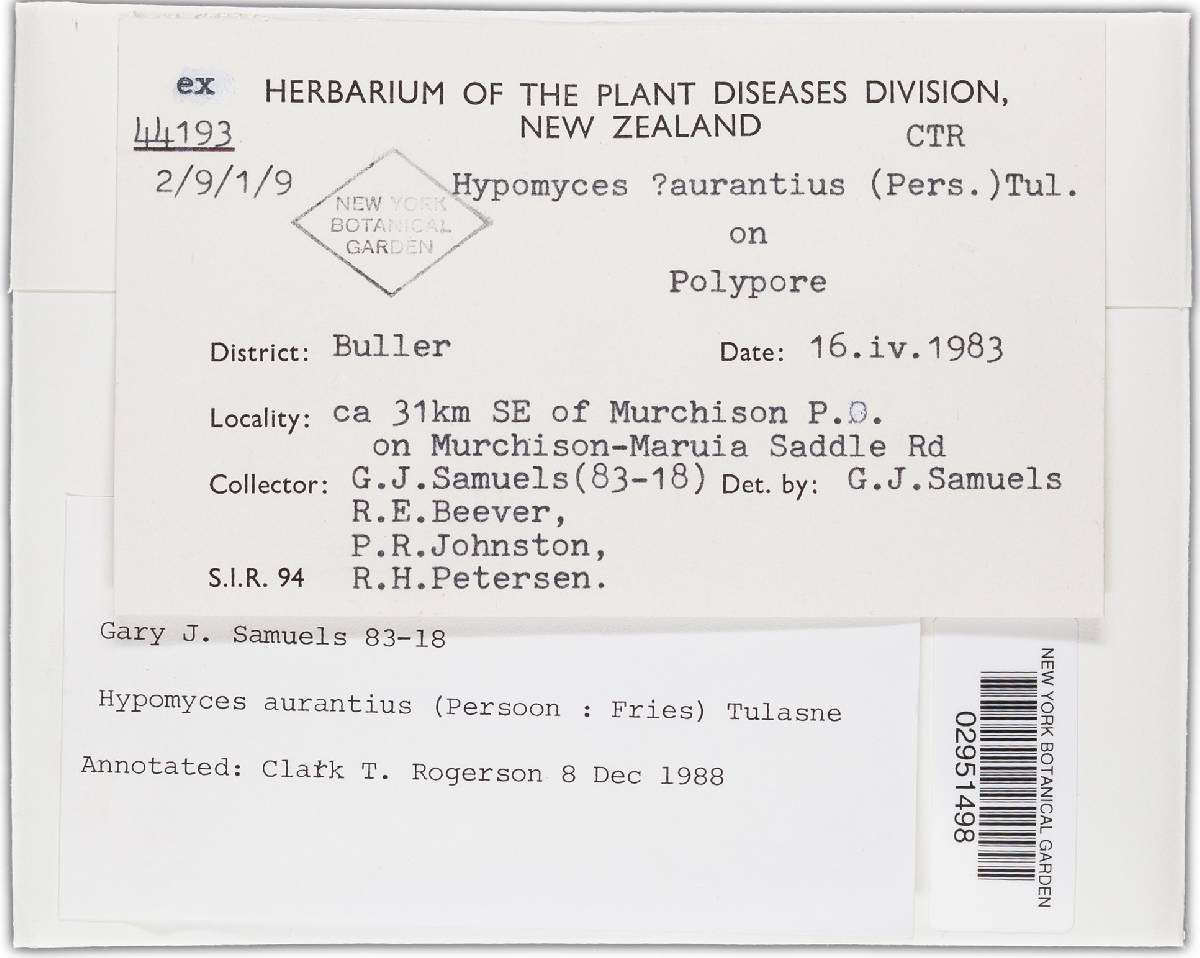 Hypomyces aurantius image