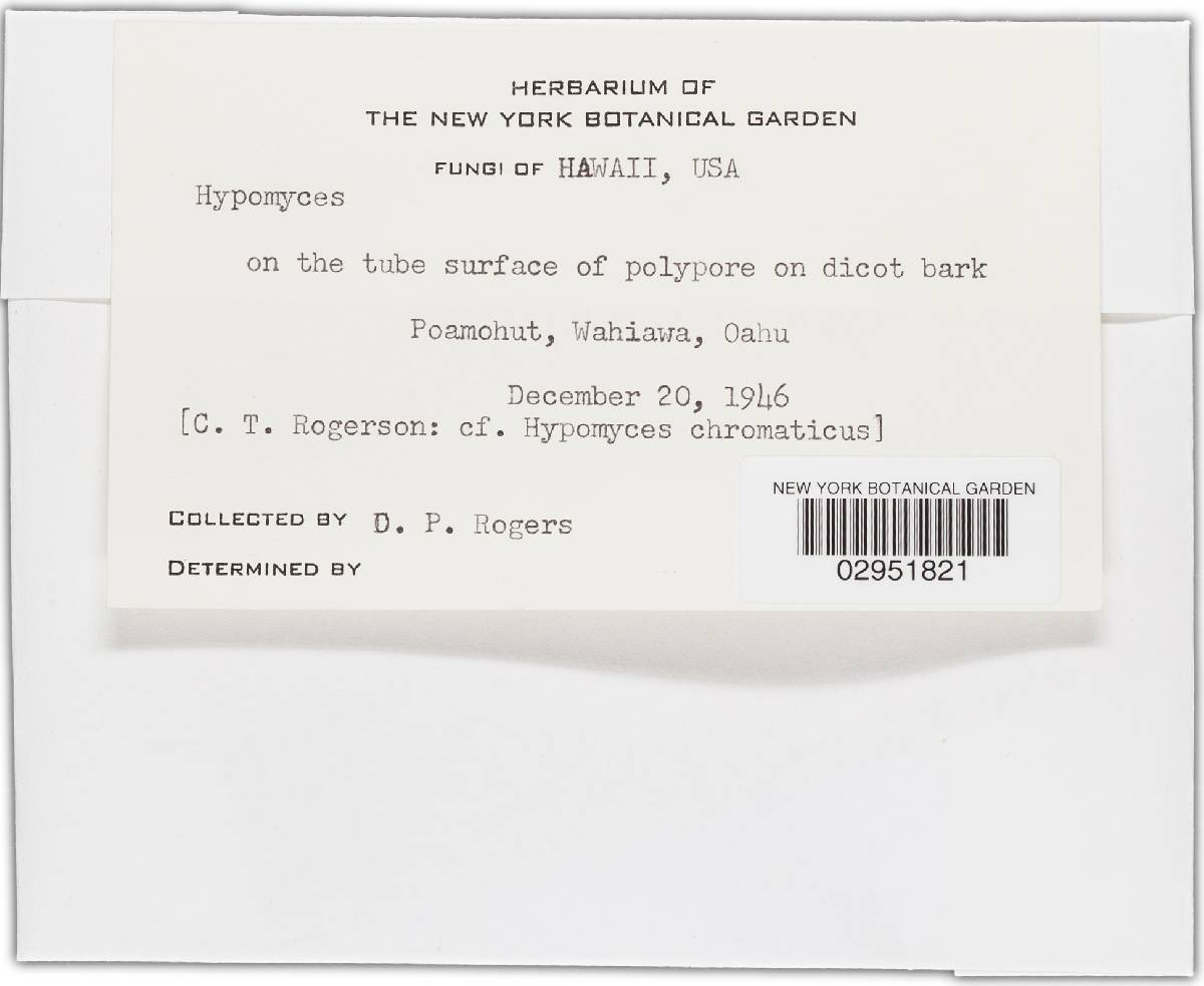 Hypomyces chromaticus image