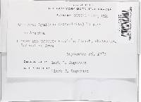Hypomyces hyalinus image
