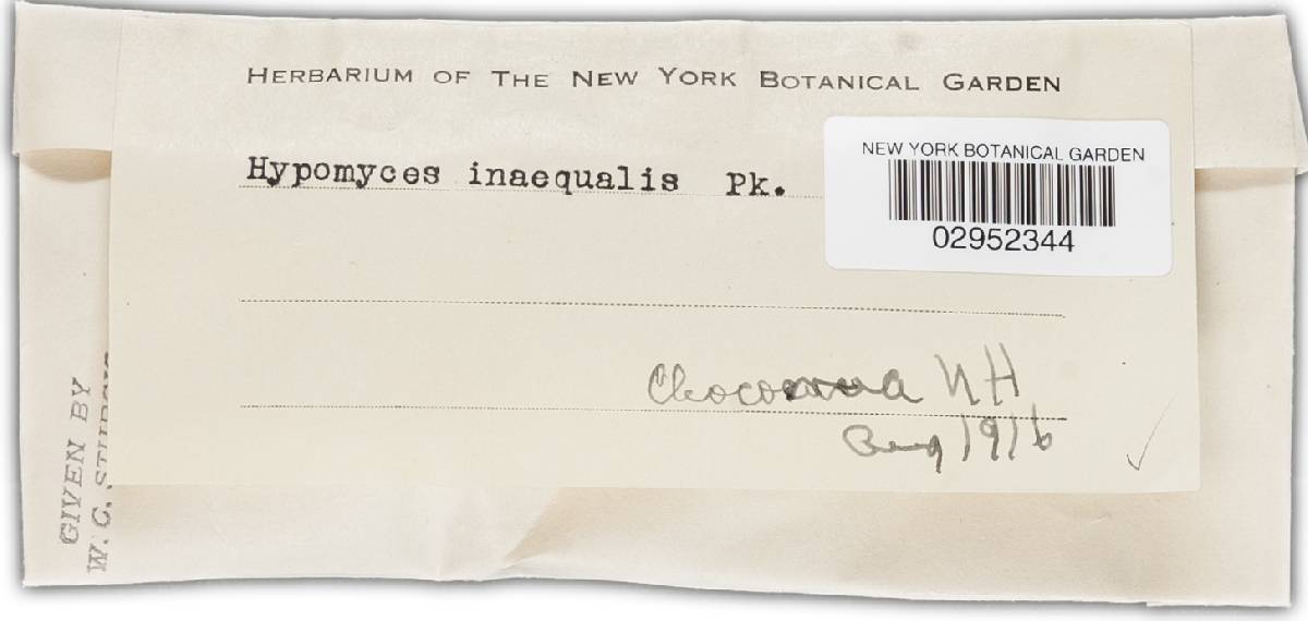 Hypomyces inaequalis image