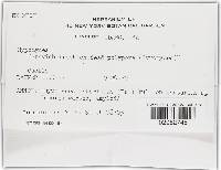 Hypomyces lateritius image