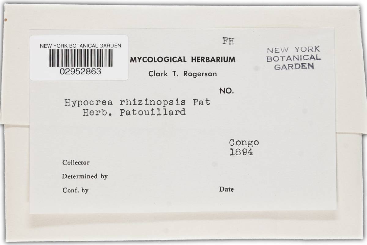 Hypocrea rhiziniformis image