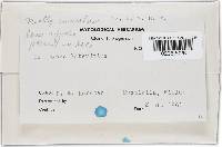 Hypomyces lateritius image