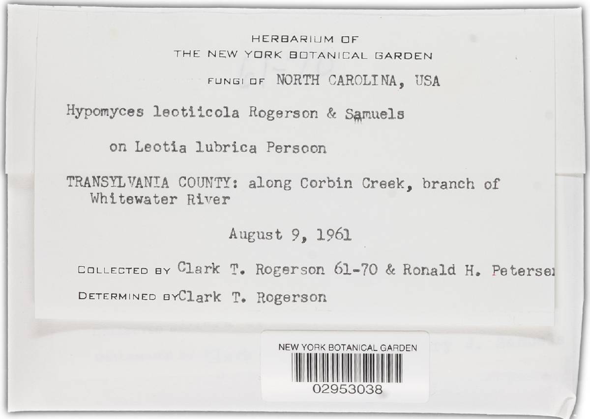 Hypomyces leotiicola image