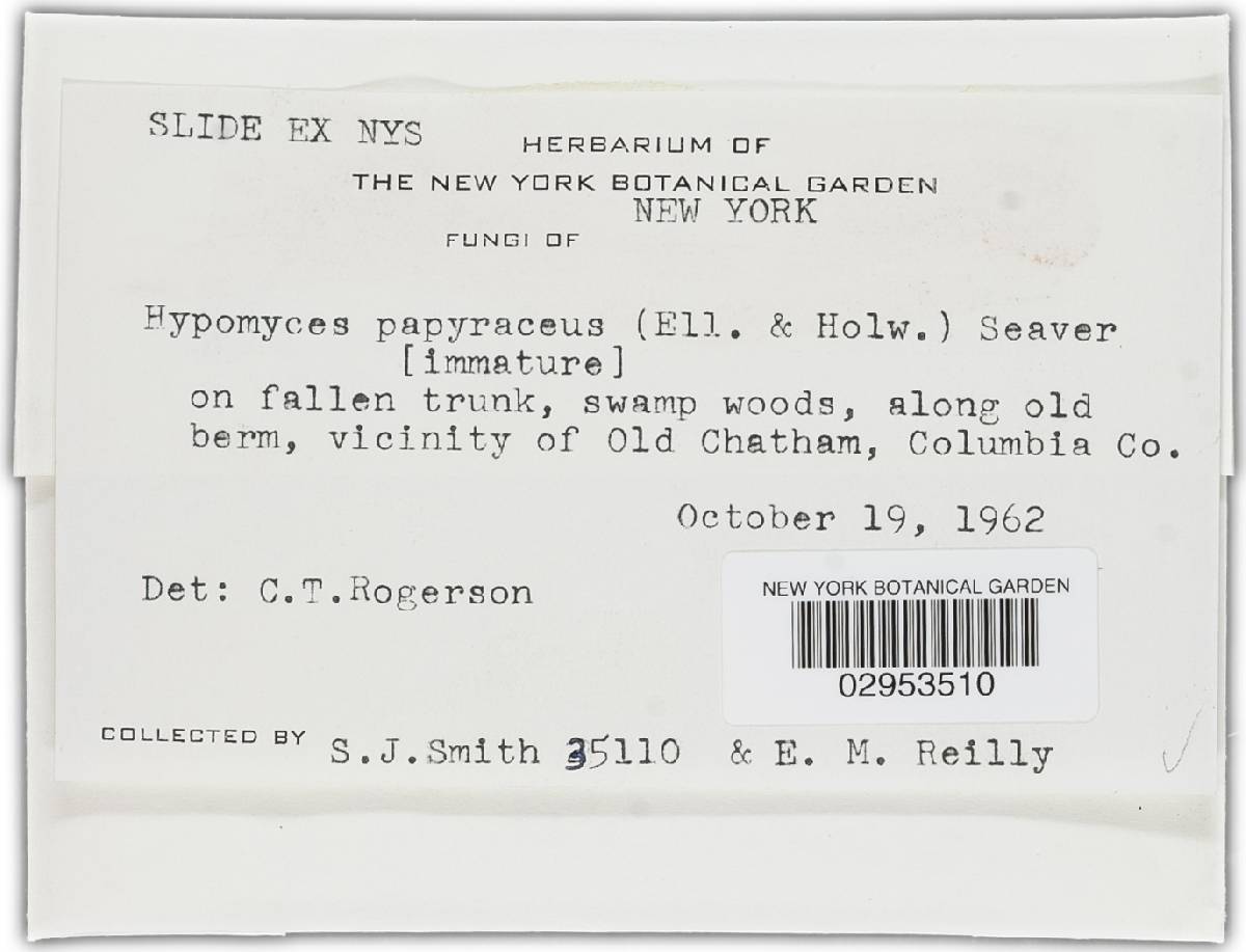 Hypomyces papyraceus image