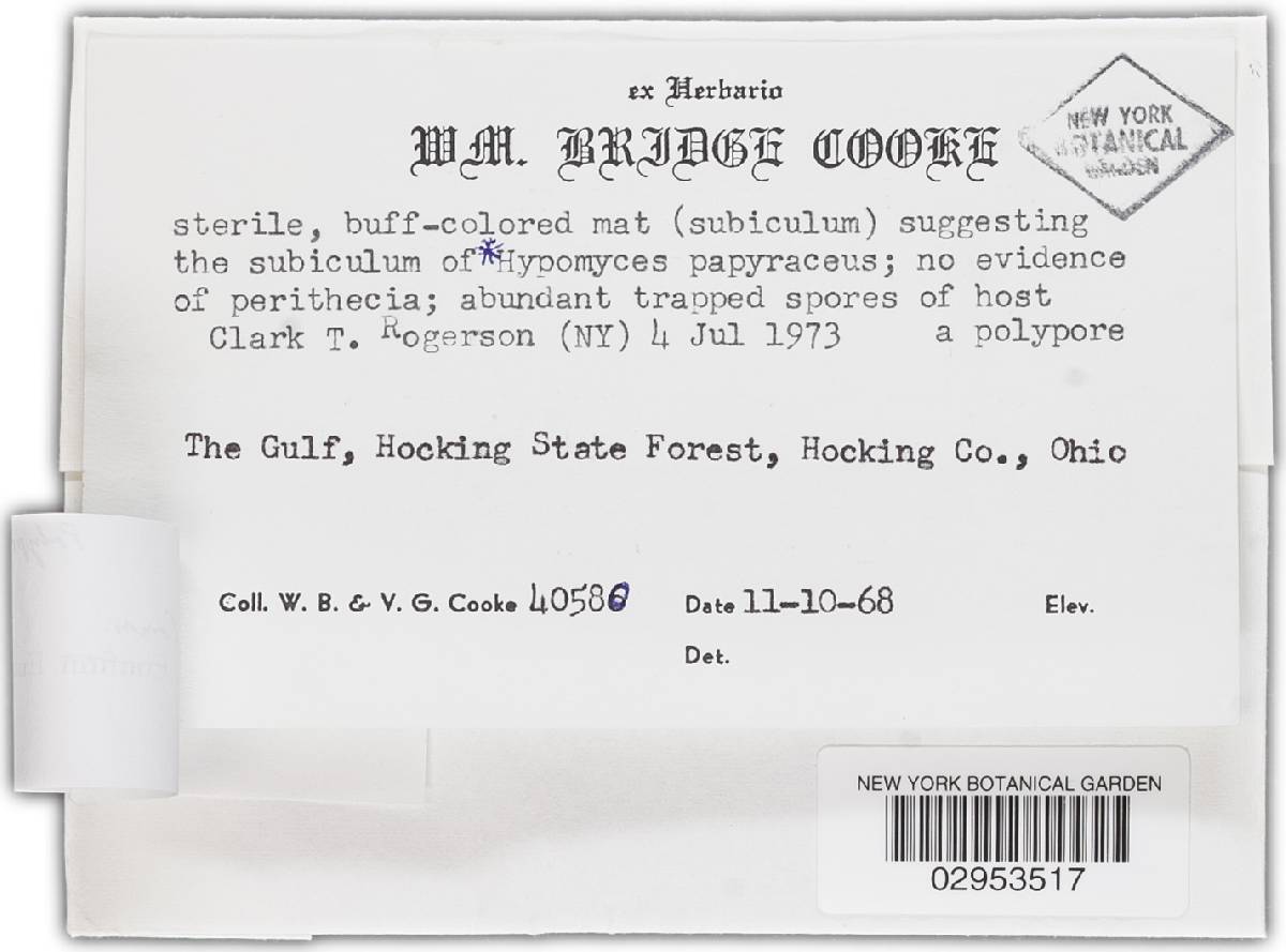 Hypomyces papyraceus image