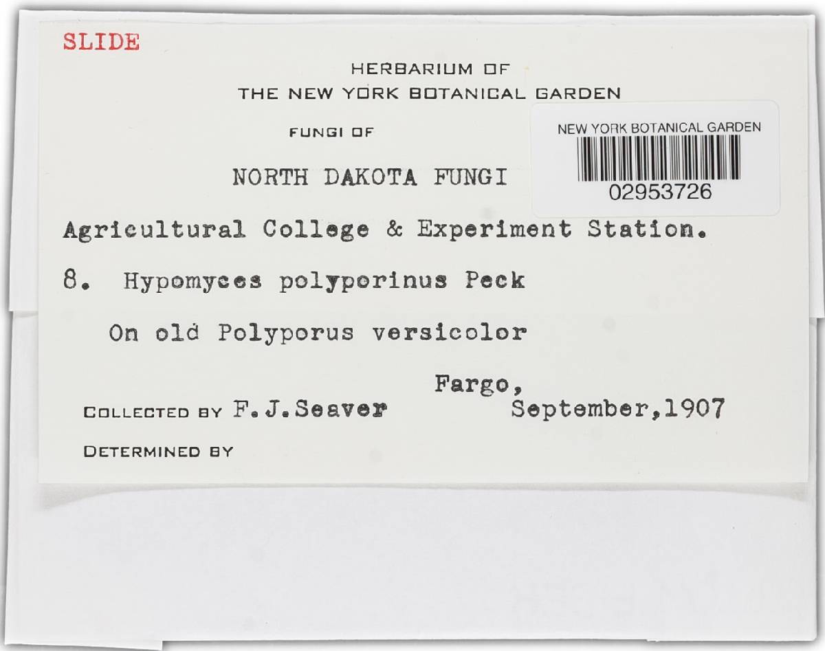 Hypomyces polyporinus image
