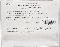 Hypomyces semitranslucens image