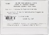 Hypomyces stephanomatis image