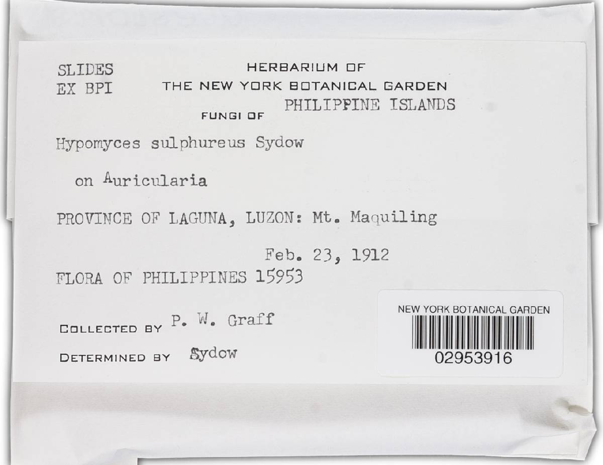 Hypomyces sulphureus image