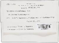 Hypomyces transformans image